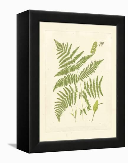 Ferns with Platemark I-null-Framed Stretched Canvas