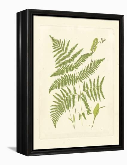 Ferns with Platemark I-null-Framed Stretched Canvas