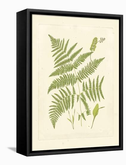 Ferns with Platemark I-null-Framed Stretched Canvas