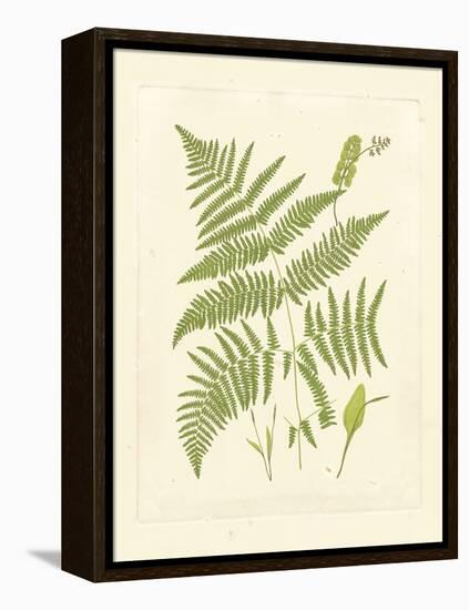 Ferns with Platemark I-null-Framed Stretched Canvas