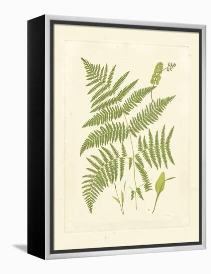 Ferns with Platemark I-null-Framed Stretched Canvas