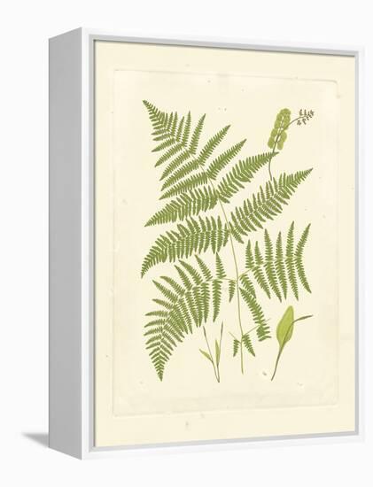 Ferns with Platemark I-null-Framed Stretched Canvas