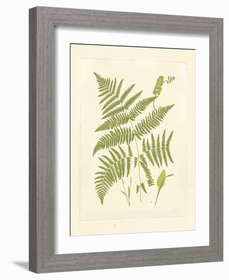 Ferns with Platemark I-null-Framed Premium Giclee Print