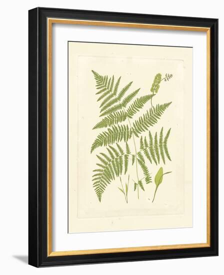 Ferns with Platemark I-null-Framed Premium Giclee Print