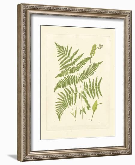 Ferns with Platemark I-null-Framed Art Print