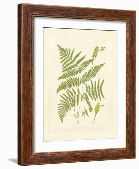 Ferns with Platemark I-null-Framed Art Print