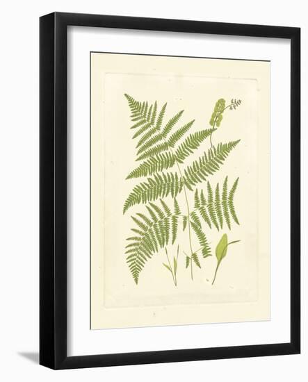 Ferns with Platemark I-null-Framed Art Print