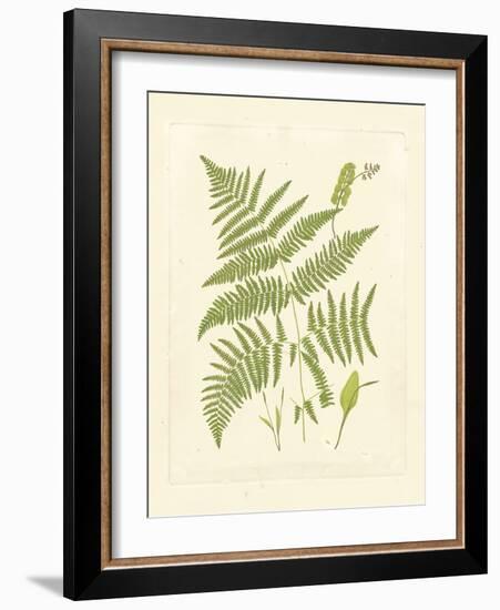 Ferns with Platemark I-null-Framed Art Print