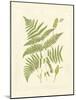 Ferns with Platemark I-null-Mounted Art Print