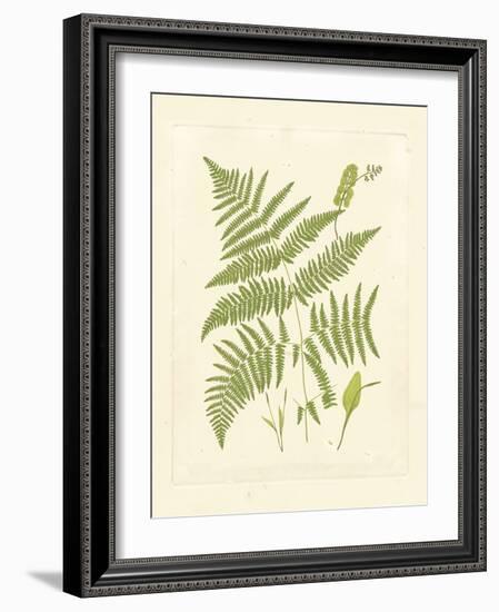 Ferns with Platemark I-null-Framed Art Print