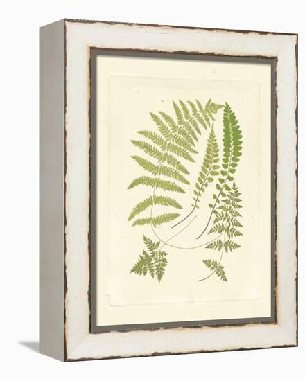 Ferns with Platemark II-null-Framed Stretched Canvas