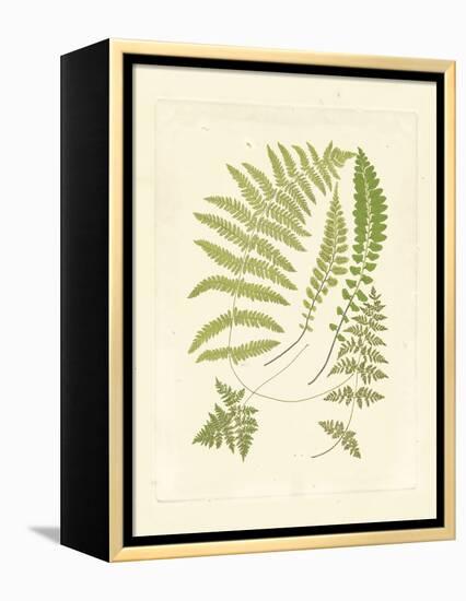 Ferns with Platemark II-null-Framed Stretched Canvas