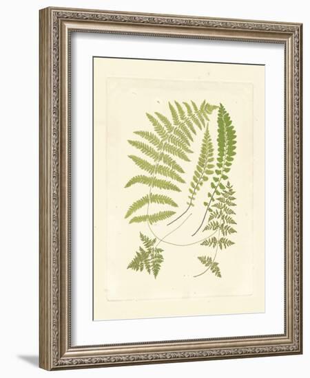 Ferns with Platemark II-null-Framed Art Print