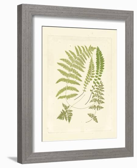 Ferns with Platemark II-null-Framed Art Print