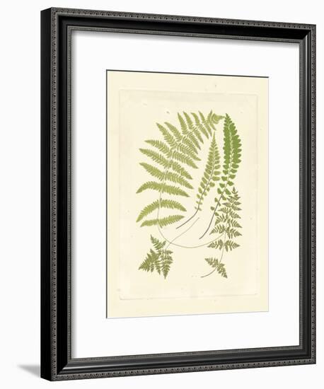 Ferns with Platemark II-null-Framed Art Print