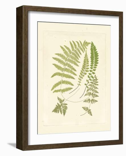 Ferns with Platemark II-null-Framed Art Print