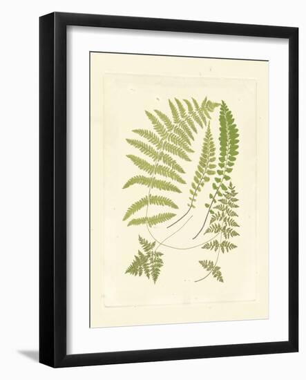 Ferns with Platemark II-null-Framed Art Print