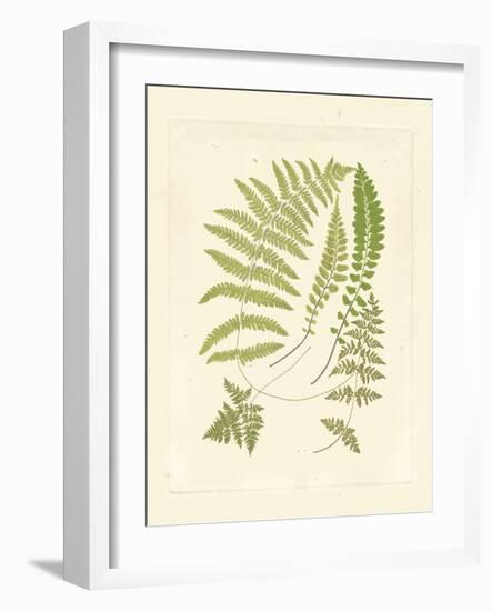 Ferns with Platemark II-null-Framed Art Print