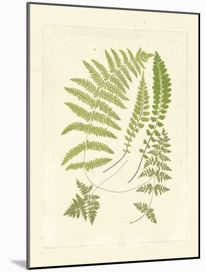 Ferns with Platemark II-null-Mounted Art Print