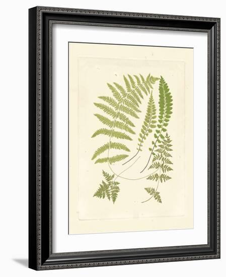 Ferns with Platemark II-null-Framed Art Print