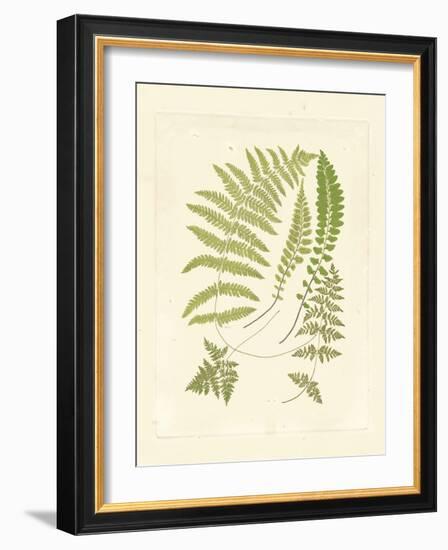 Ferns with Platemark II-null-Framed Art Print