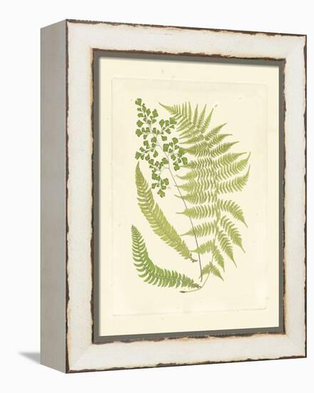 Ferns with Platemark III-null-Framed Stretched Canvas