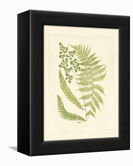 Ferns with Platemark III-null-Framed Stretched Canvas