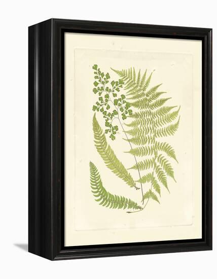 Ferns with Platemark III-null-Framed Stretched Canvas