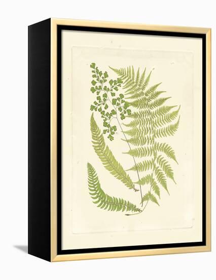 Ferns with Platemark III-null-Framed Stretched Canvas