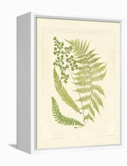 Ferns with Platemark III-null-Framed Stretched Canvas