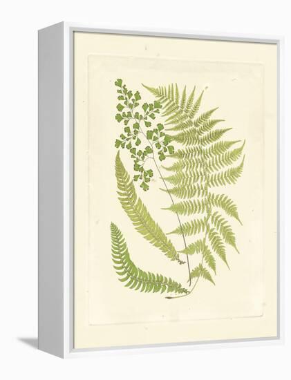 Ferns with Platemark III-null-Framed Stretched Canvas