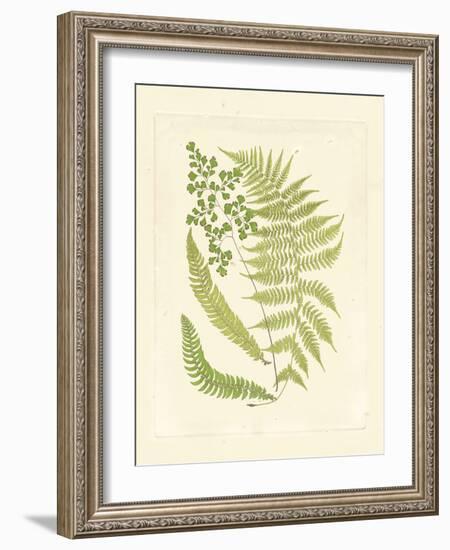 Ferns with Platemark III-null-Framed Art Print