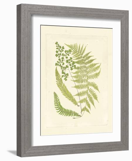 Ferns with Platemark III-null-Framed Art Print