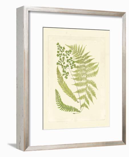 Ferns with Platemark III-null-Framed Art Print