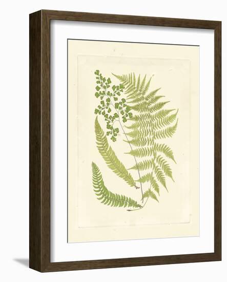 Ferns with Platemark III-null-Framed Art Print