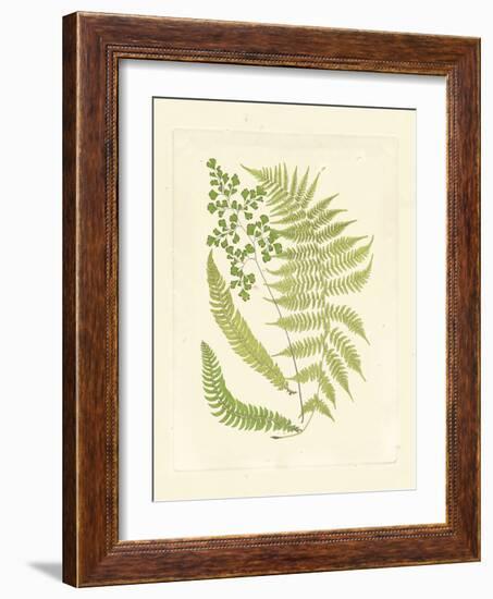 Ferns with Platemark III-null-Framed Art Print