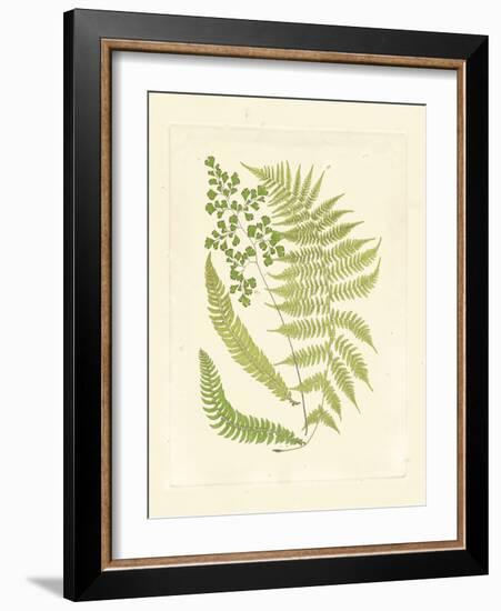 Ferns with Platemark III-null-Framed Art Print