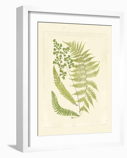 Ferns with Platemark III-null-Framed Art Print