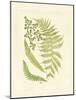 Ferns with Platemark III-null-Mounted Art Print