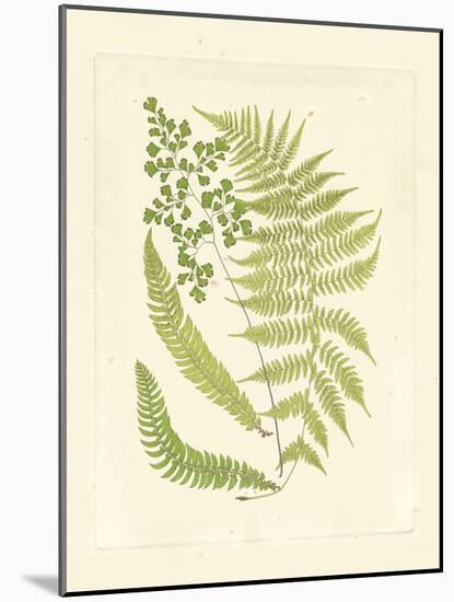Ferns with Platemark III-null-Mounted Art Print