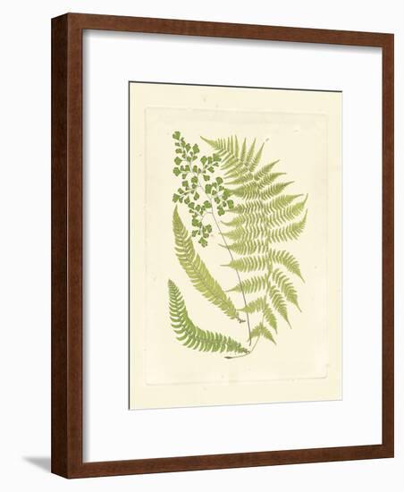 Ferns with Platemark III-null-Framed Art Print