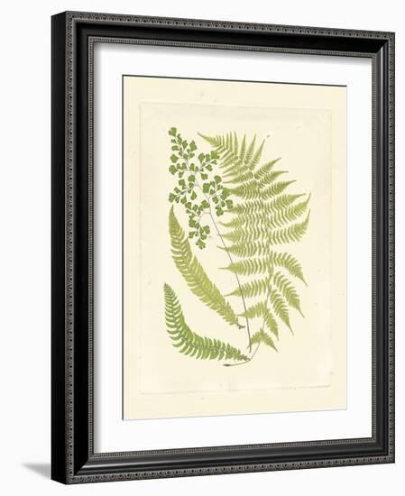 Ferns with Platemark III-null-Framed Art Print