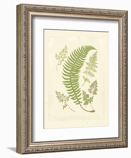 Ferns with Platemark IV-null-Framed Art Print