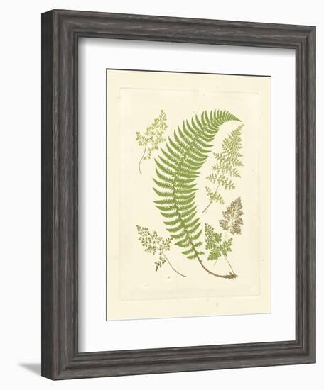 Ferns with Platemark IV--Framed Art Print