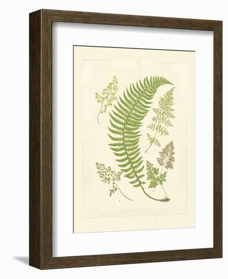 Ferns with Platemark IV-null-Framed Art Print