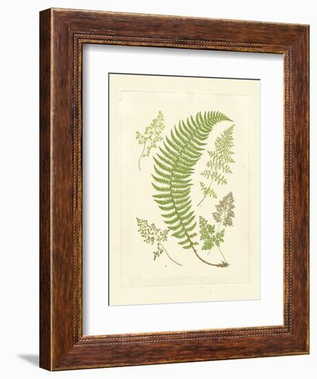 Ferns with Platemark IV-null-Framed Art Print