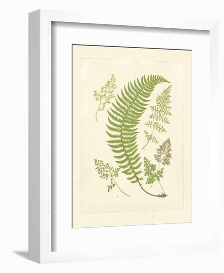 Ferns with Platemark IV-null-Framed Art Print