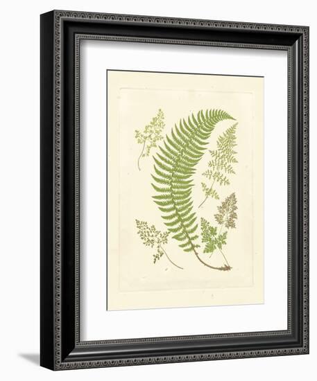 Ferns with Platemark IV-null-Framed Art Print