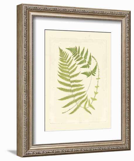 Ferns with Platemark V-null-Framed Art Print