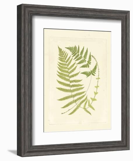 Ferns with Platemark V-null-Framed Art Print